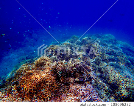 Okinawa, Kerama Islands, Zamami, Amuro Island snorkeling Okinawa, Kerama Islands, Zamami, Amuro Island snorkeling 108696282