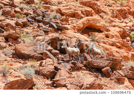 Mountain goats in Zion National Park Mountain goats in Zion National Park 108696478
