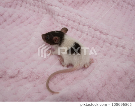 粉紅色毛毯上有心形圖案的小老鼠 108696865