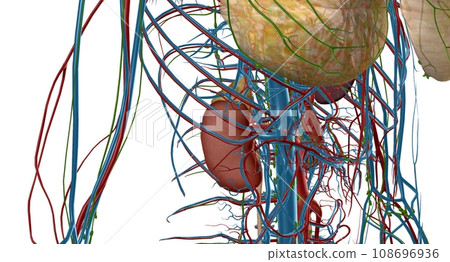 Your adrenal glands are endocrine glands located on top of your 108696936