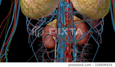 Your adrenal glands are endocrine glands located on top of your 108696938