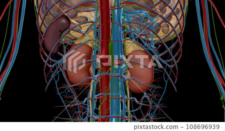 Your adrenal glands are endocrine glands located on top of your 108696939