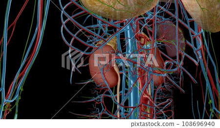 Your adrenal glands are endocrine glands located on top of your 108696940