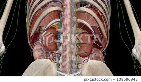 Your adrenal glands are endocrine glands located on top of your Your adrenal glands are endocrine glands located on top of your 108696948
