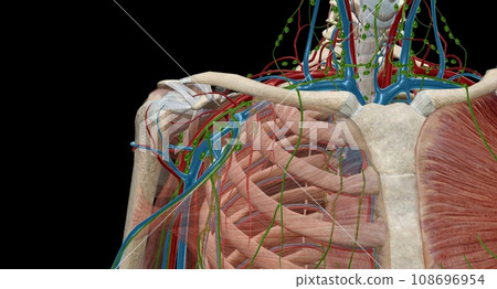 The axillary lymph nodes are a collection of 5 groups of lymph n 108696954