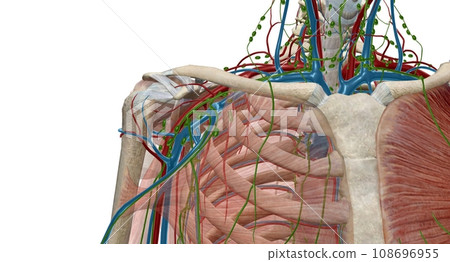 The axillary lymph nodes are a collection of 5 groups of lymph n The axillary lymph nodes are a collection of 5 groups of lymph n 108696955