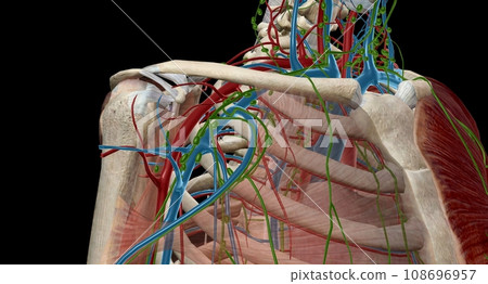 The axillary lymph nodes are a collection of 5 groups of lymph nodes found in the axillary region of the upper limb. The axillary lymph nodes are a collection of 5 groups of lymph nodes found in the axillary region of the upper limb. 108696957