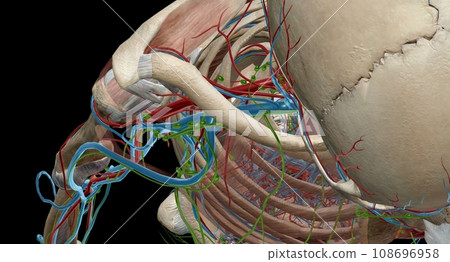 The axillary lymph nodes are a collection of 5 groups of lymph n 108696958