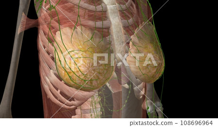 The breast is an apocrine gland that produces the milk used to f 108696964