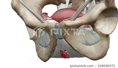 The vulva is the global term that describes all of the structure The vulva is the global term that describes all of the structure 108696972
