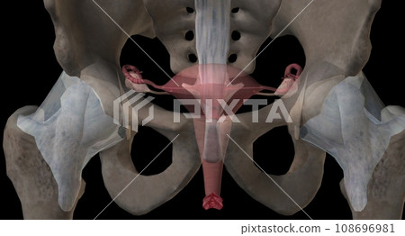 Gonads are glands that produce hormones that are involved in reproduction and other functions of the body. Gonads are glands that produce hormones that are involved in reproduction and other functions of the body. 108696981