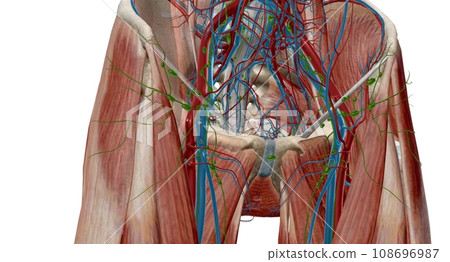The inguinal lymph nodes are in the groin area and classify as superficial and deep. The inguinal lymph nodes are in the groin area and classify as superficial and deep. 108696987