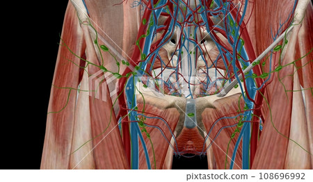 The inguinal lymph nodes are in the groin area and classify as superficial and deep. The inguinal lymph nodes are in the groin area and classify as superficial and deep. 108696992