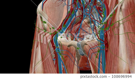 The inguinal lymph nodes are in the groin area and classify as superficial and deep. 108696994