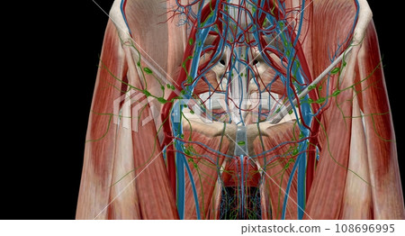 The inguinal lymph nodes are in the groin area and classify as superficial and deep. The inguinal lymph nodes are in the groin area and classify as superficial and deep. 108696995