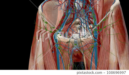 The inguinal lymph nodes are in the groin area and classify as superficial and deep. The inguinal lymph nodes are in the groin area and classify as superficial and deep. 108696997