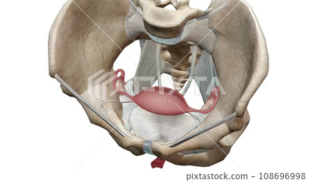 A female is internal reproductive organs are the vagina, uterus, fallopian tubes, and ovaries. 108696998