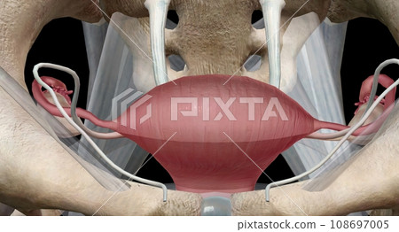 The ovaries are small, oval shaped glands located on either side of your uterus. 108697005