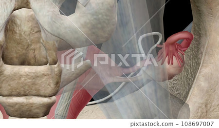 The ovaries are small, oval shaped glands located on either side of your uterus. 108697007