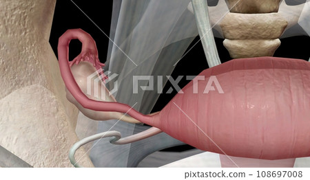 The ovaries are small, oval shaped glands located on either side of your uterus. The ovaries are small, oval shaped glands located on either side of your uterus. 108697008