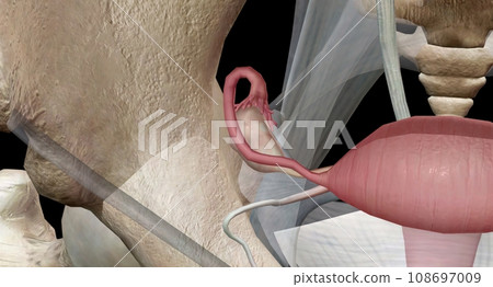 The ovaries are small, oval shaped glands located on either side of your uterus. The ovaries are small, oval shaped glands located on either side of your uterus. 108697009