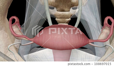 The ovaries are small, oval shaped glands located on either side of your uterus. The ovaries are small, oval shaped glands located on either side of your uterus. 108697015