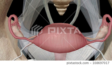 The ovaries are small, oval shaped glands located on either side of your uterus. 108697017