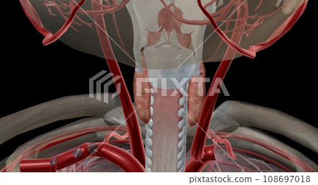 Parathyroid is an endocrine gland located at the back of the nec Parathyroid is an endocrine gland located at the back of the nec 108697018