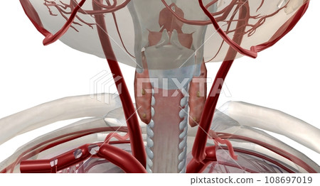 Parathyroid is an endocrine gland located at the back of the nec Parathyroid is an endocrine gland located at the back of the nec 108697019
