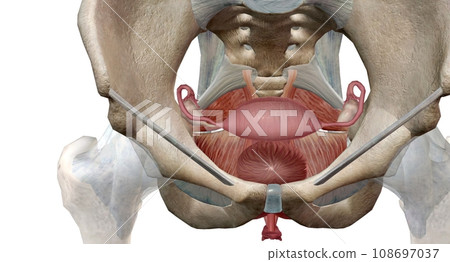 The pelvic floor muscles are located between the tailbone and the pubic bone within the pelvis. The pelvic floor muscles are located between the tailbone and the pubic bone within the pelvis. 108697037