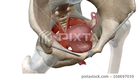 The pelvic floor muscles are located between the tailbone and the pubic bone within the pelvis. The pelvic floor muscles are located between the tailbone and the pubic bone within the pelvis. 108697039