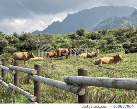 Red cow relaxing in the grasslands of Aso 108697064