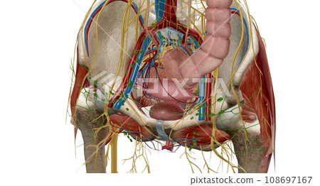 The pelvic region of the trunk is the lower p of the trunk, betw 108697167