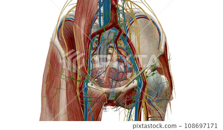 Pelvic lymph nodes and vessels Pelvic lymph nodes and vessels 108697171
