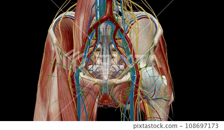 Pelvic lymph nodes and vessels 108697173