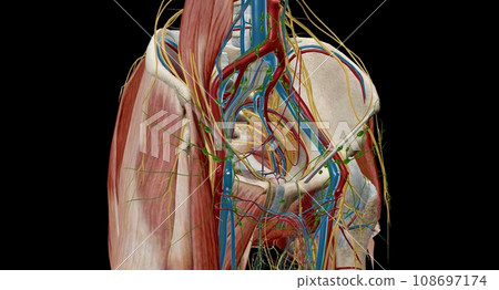 Pelvic lymph nodes and vessels - Stock Illustration [108697174] - PIXTA