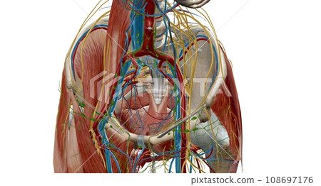 Pelvic lymph nodes and vessels 108697176