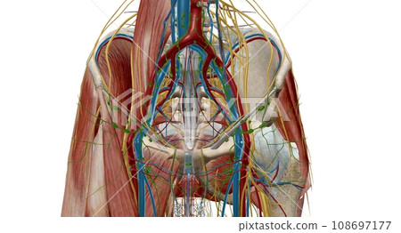 Pelvic lymph nodes and vessels 108697177