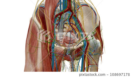 Pelvic lymph nodes and vessels - Stock Illustration [108697178] - PIXTA