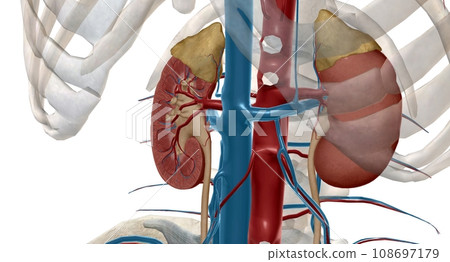 The renal eries are large blood vessels that carry blood from your he to your kidneys. The renal eries are large blood vessels that carry blood from your he to your kidneys. 108697179