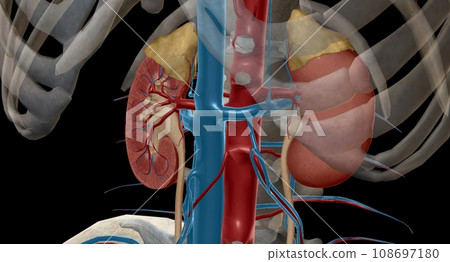 The renal eries are large blood vessels that carry blood from your he to your kidneys. The renal eries are large blood vessels that carry blood from your he to your kidneys. 108697180