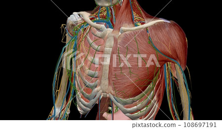 Thoracic and mediastinal lymph nodes and lymphatics 108697191