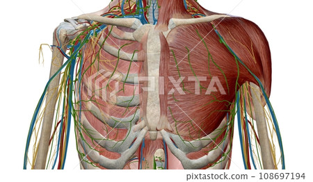 Thoracic and mediastinal lymph nodes and lymphatics Thoracic and mediastinal lymph nodes and lymphatics 108697194