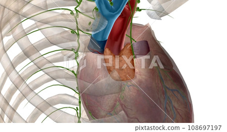 Thymus gland is also p of your endocrine system. Thymus gland is also p of your endocrine system. 108697197