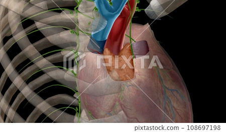 Thymus gland is also p of your endocrine system. Thymus gland is also p of your endocrine system. 108697198