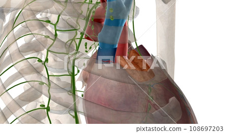 Thymus gland is also p of your endocrine system. 108697203