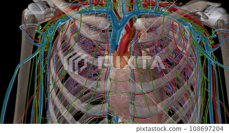 The thymus is an important p of the body's immune system. 108697204