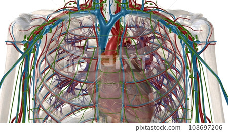 The thymus is an important p of the body's immune system. The thymus is an important p of the body's immune system. 108697206
