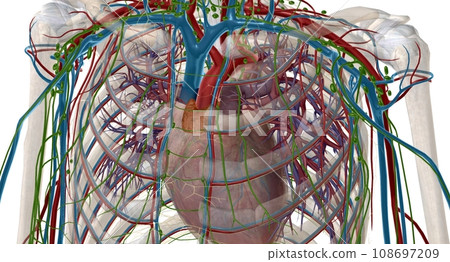 The thymus is an important p of the body's immune system. 108697209