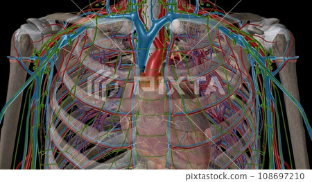 The thymus is an important p of the body's immune system. The thymus is an important p of the body's immune system. 108697210